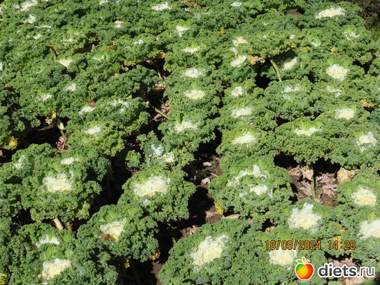 70 фото: сентябрь 2024