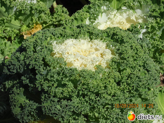 декоративная капуста, мне очень нравится, такая пушистая, альбом: сентябрь 2024