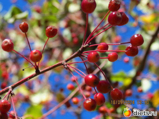 КРАСОТА!!!, альбом: сентябрь 2024