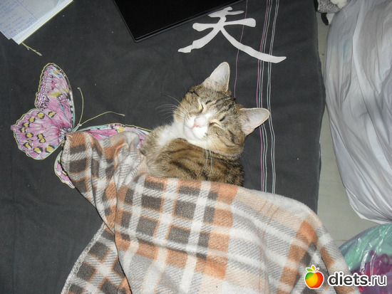 Кот Сиволапушка, альбом: Быт и кот