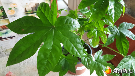 листья как у каштана, альбом: Оранжерея-2022/2023