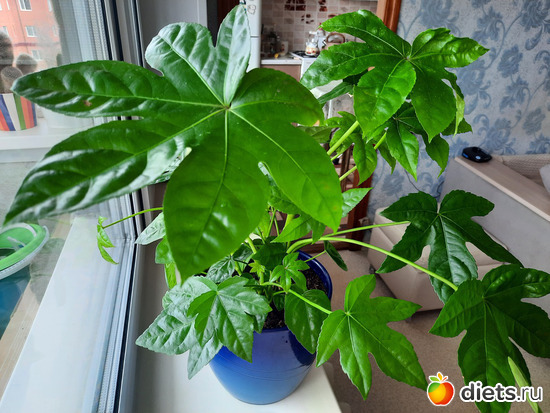 любуюсь, хоть бы прижился в своём новом доме, альбом: Оранжерея-2022/2023