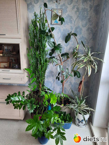 очень даже вписался к старожилам, альбом: Оранжерея-2022/2023