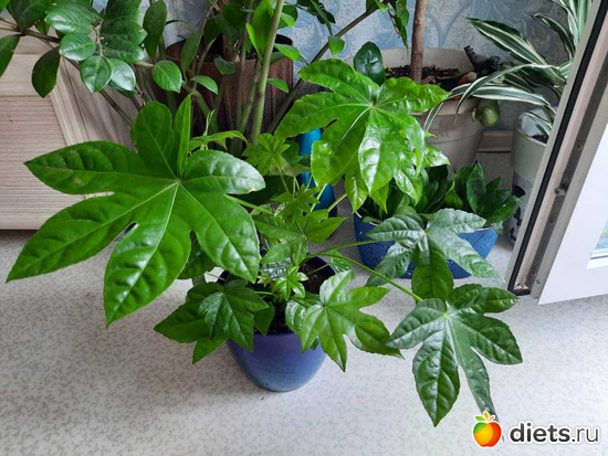 мой новый красавчик, альбом: Оранжерея-2022/2023