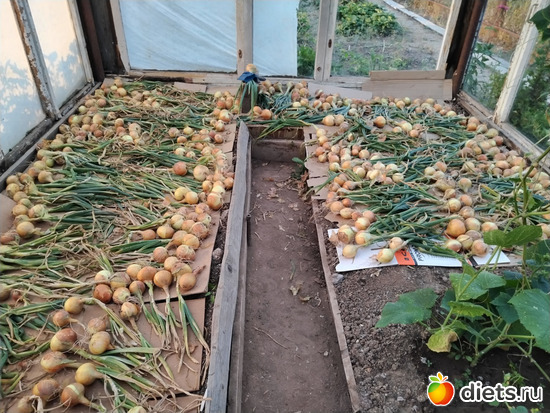 3 фото: ЖИТЬ ЗДОРОВО НЕ СМОТРЯ НИ НА ЧТО