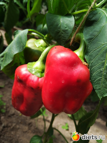 12 фото: ЖИТЬ ЗДОРОВО НЕ СМОТРЯ НИ НА ЧТО