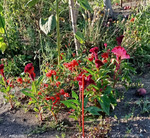 Тихое воскресенье