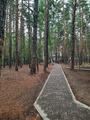 по всему лесу такие дорожки