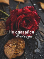 4 недели, мини-отчет