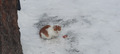 котик, угостила колбаской с сыром, не ест