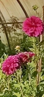 Поток сознания