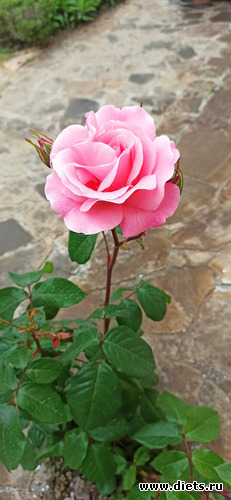 1 ����: ������ 2025