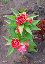 Дом, милый дом