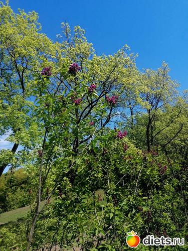 1 фото: Прогулки...