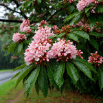 Майский дождь