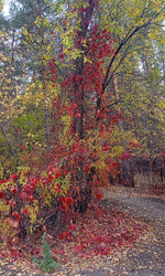 Среда- макушка недели