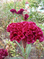 Последний летний денек сентября