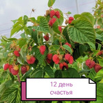 Малиновое счастье