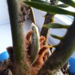 ��� ��� ������-�������� �� �������: � ���� 84,5, � ��� -7 �� ���������, ���� � ����