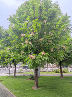 17 ������ ���