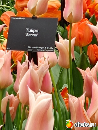 �������, ������: 2026