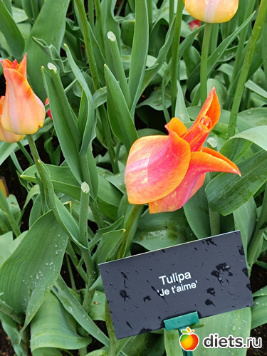 ������� "� ���� �����", ������: 2026