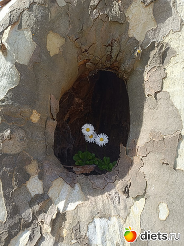 ������� � ������ ������, ������: 2026