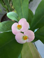 � �������-�� ��������... / ������� ���������