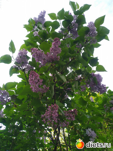 ������ 20.4.26, ������: �����i