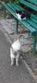 а это пришёл защитник)))