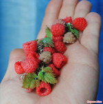 ������ �����... ����. ����������� � �����������