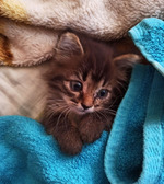 Знакомьтесь, наш Кот Сеня