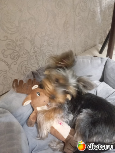 Мой любимый олешка, альбом: Юки