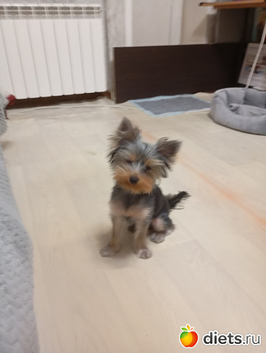 ��� � ���., ������: ���