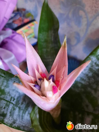 ну како красивый цветок!, альбом: Оранжерея 2021-26