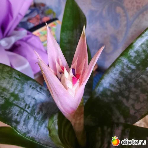 75 фото: Оранжерея 2021-26