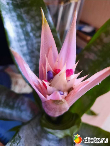 моя прелесть, альбом: Оранжерея 2021-26