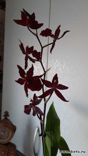 ещё одна прелесть-орхидея Камбрия, альбом: Оранжерея 2021-26