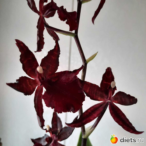 нежная и красивая, альбом: Оранжерея 2021-26