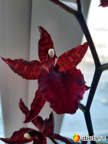 очень красивый цвет, альбом: Оранжерея 2021-26