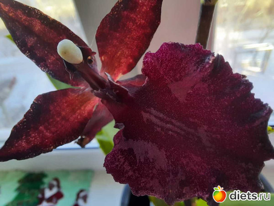 и форма интересная, альбом: Оранжерея 2021-26