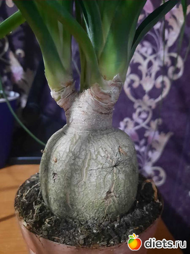 это не бутылочка, это - кувшинчик, альбом: Оранжерея 2021-26