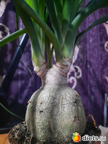 красота!, альбом: Оранжерея 2021-26