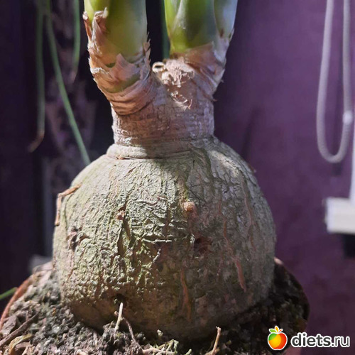 монстрик)))), альбом: Оранжерея 2021-26