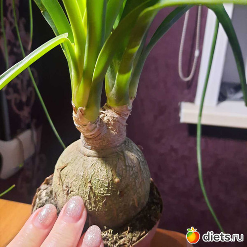 бульбочка большая, альбом: Оранжерея 2021-26