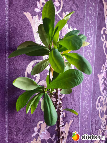 притулился, еле выжила моя милли, альбом: Оранжерея 2021-26