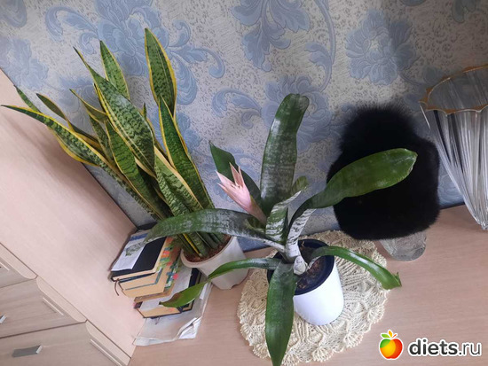 операция "тумбочка", альбом: Оранжерея 2021-26