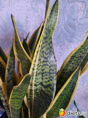 Санса, альбом: Оранжерея 2021-26