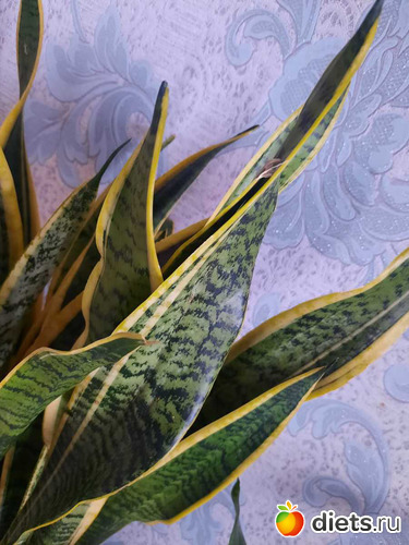 красивая, альбом: Оранжерея 2021-26