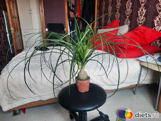 чтобы понять размеры, альбом: Оранжерея 2021-26